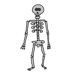 Skelett