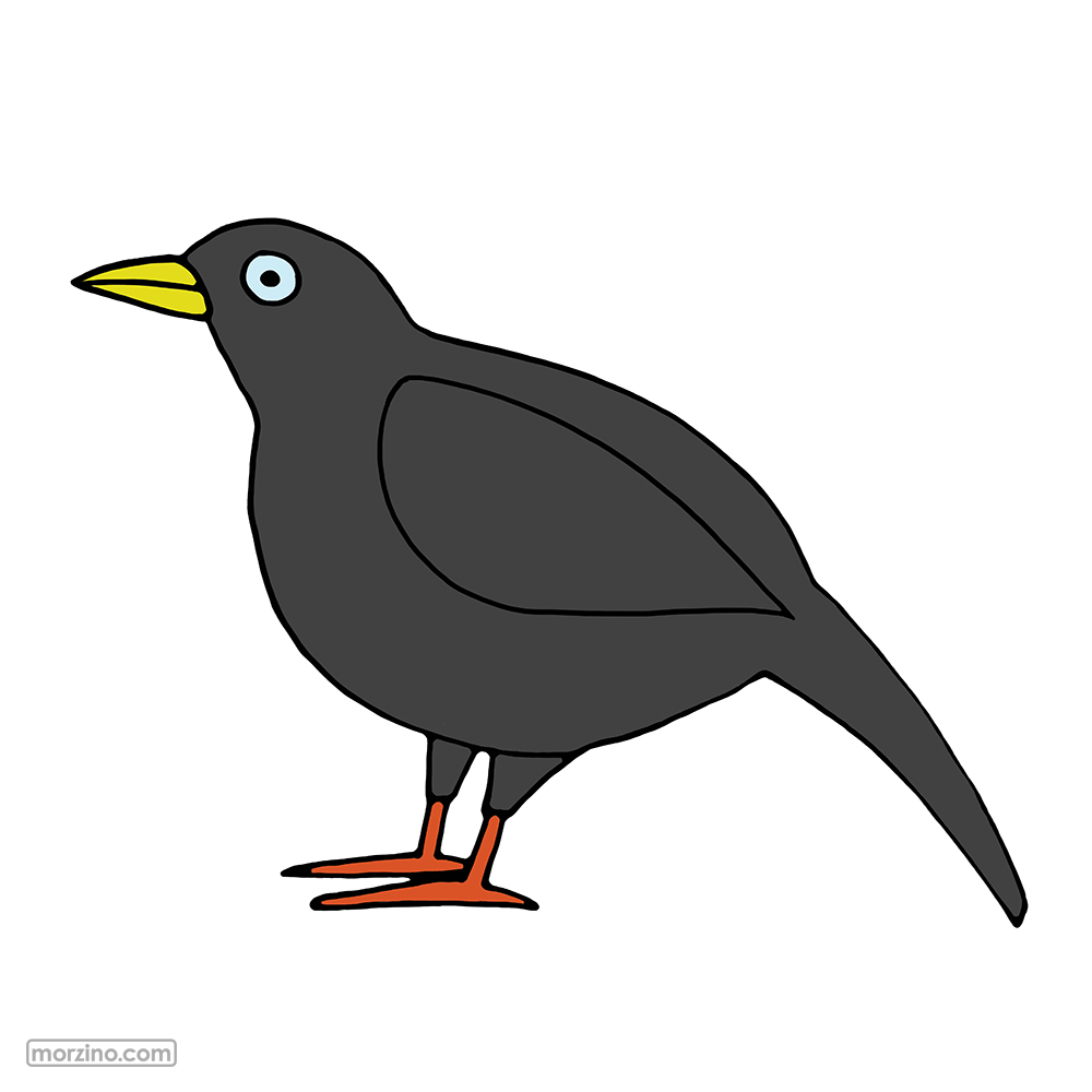 Bildwörterbuch: Amsel