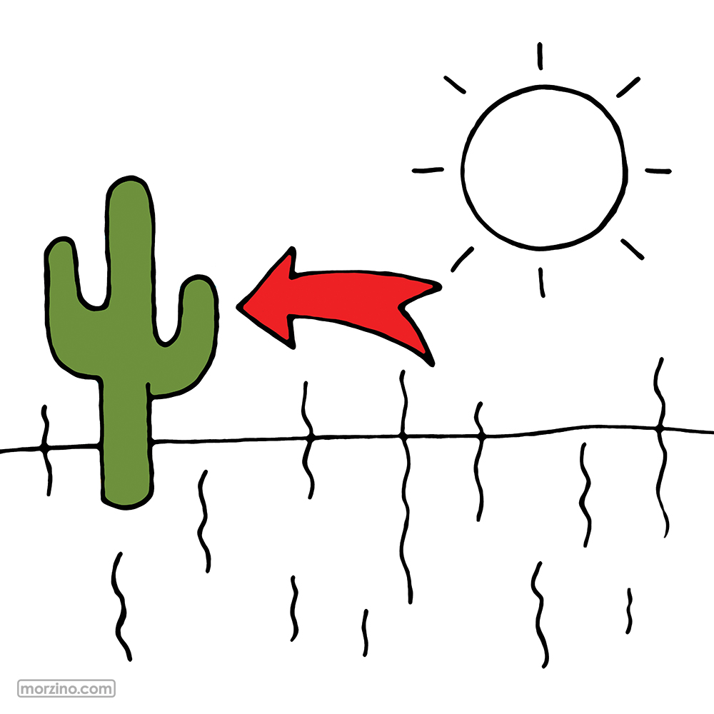 Bildwörterbuch: Kaktus