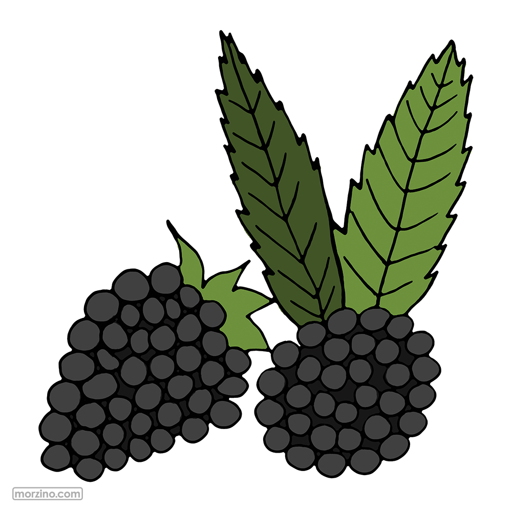 Bildwörterbuch: Brombeeren