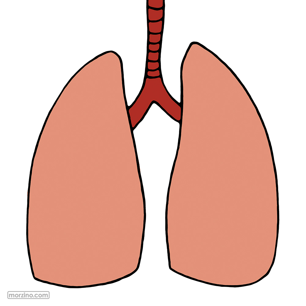 Bildwierderbuch: Longen