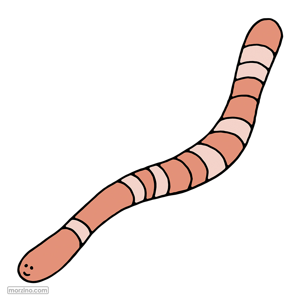 Bildwörterbuch: Wurm