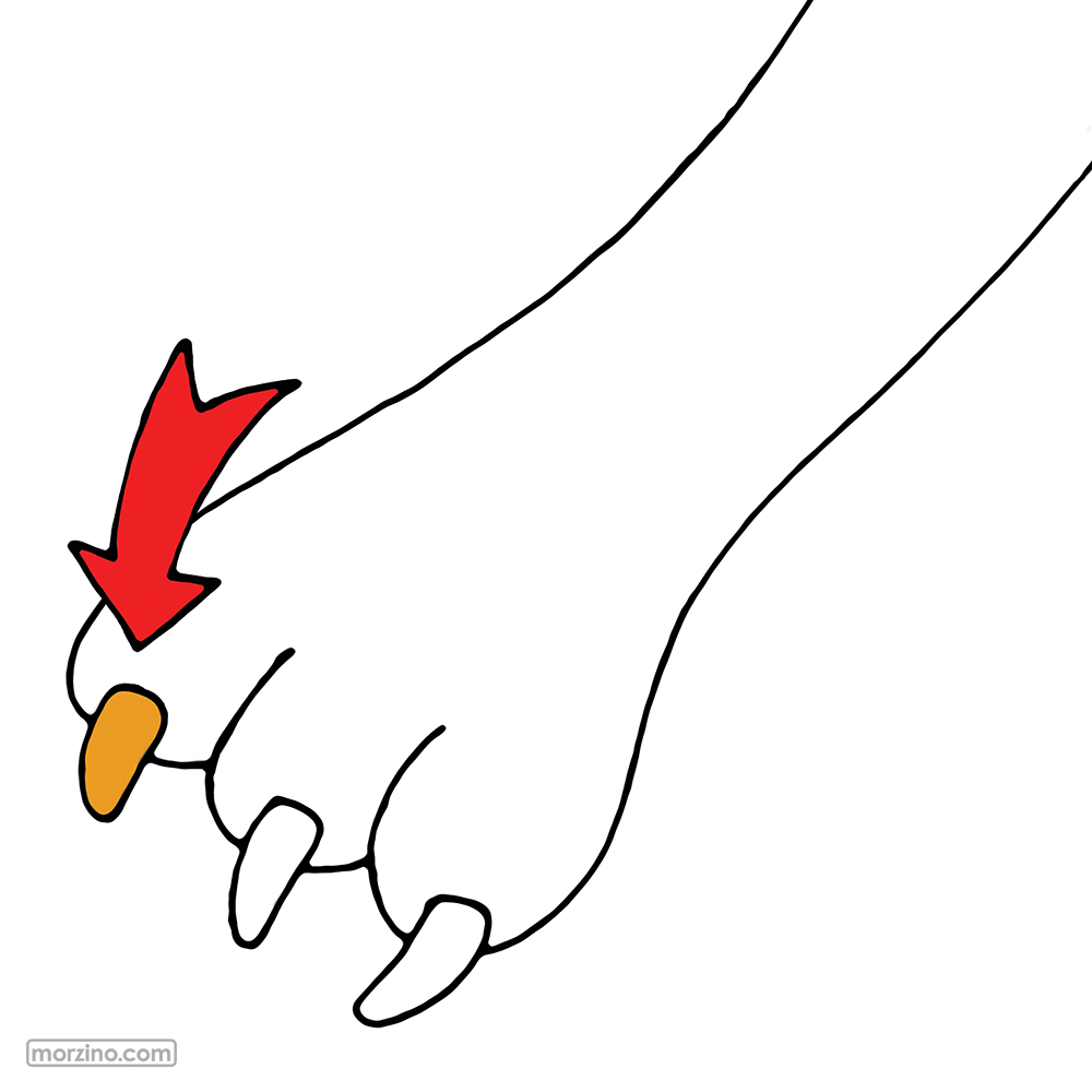 Bildwierderbuch: Krall