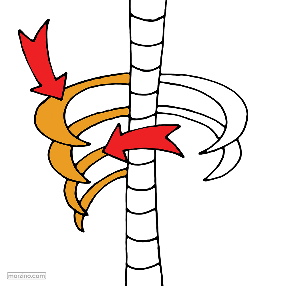 Bildwierderbuch: Rëppen