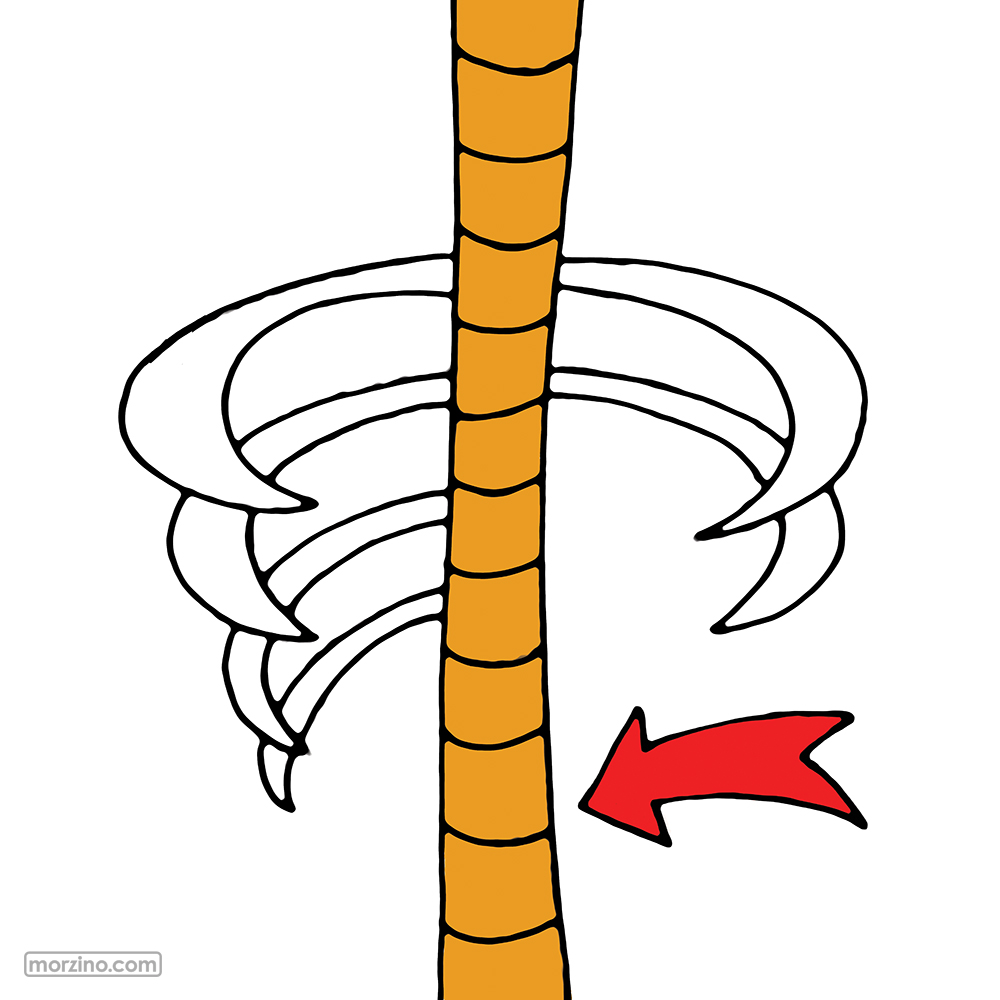 Bildwörterbuch: Wirbelsäule