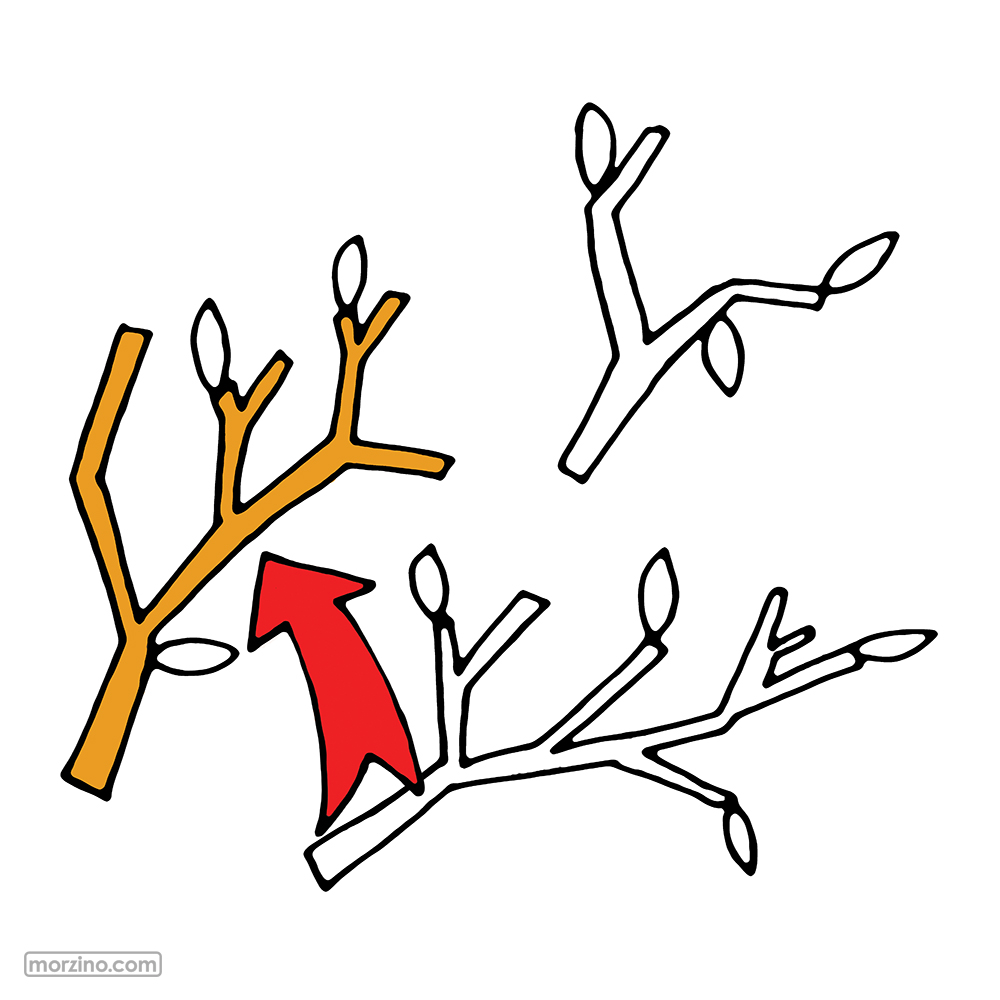 Bildwörterbuch: Zweig