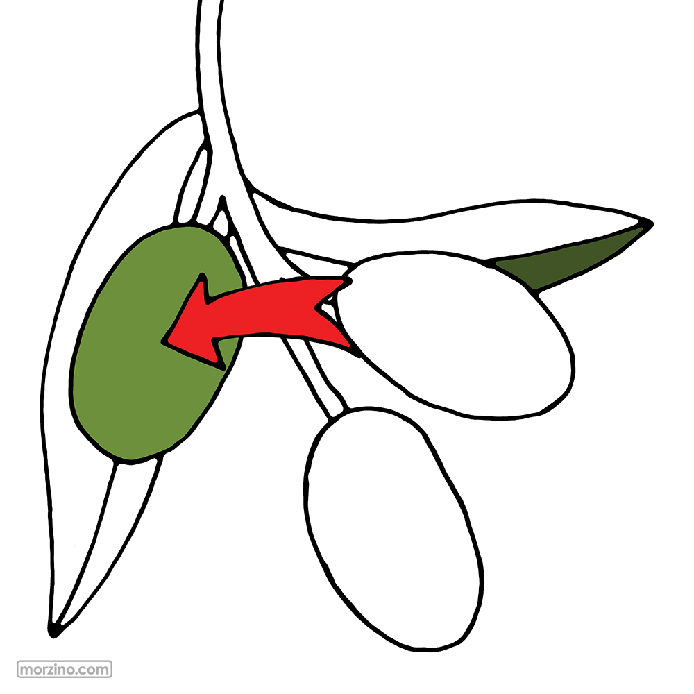 Bildwierderbuch: Olive