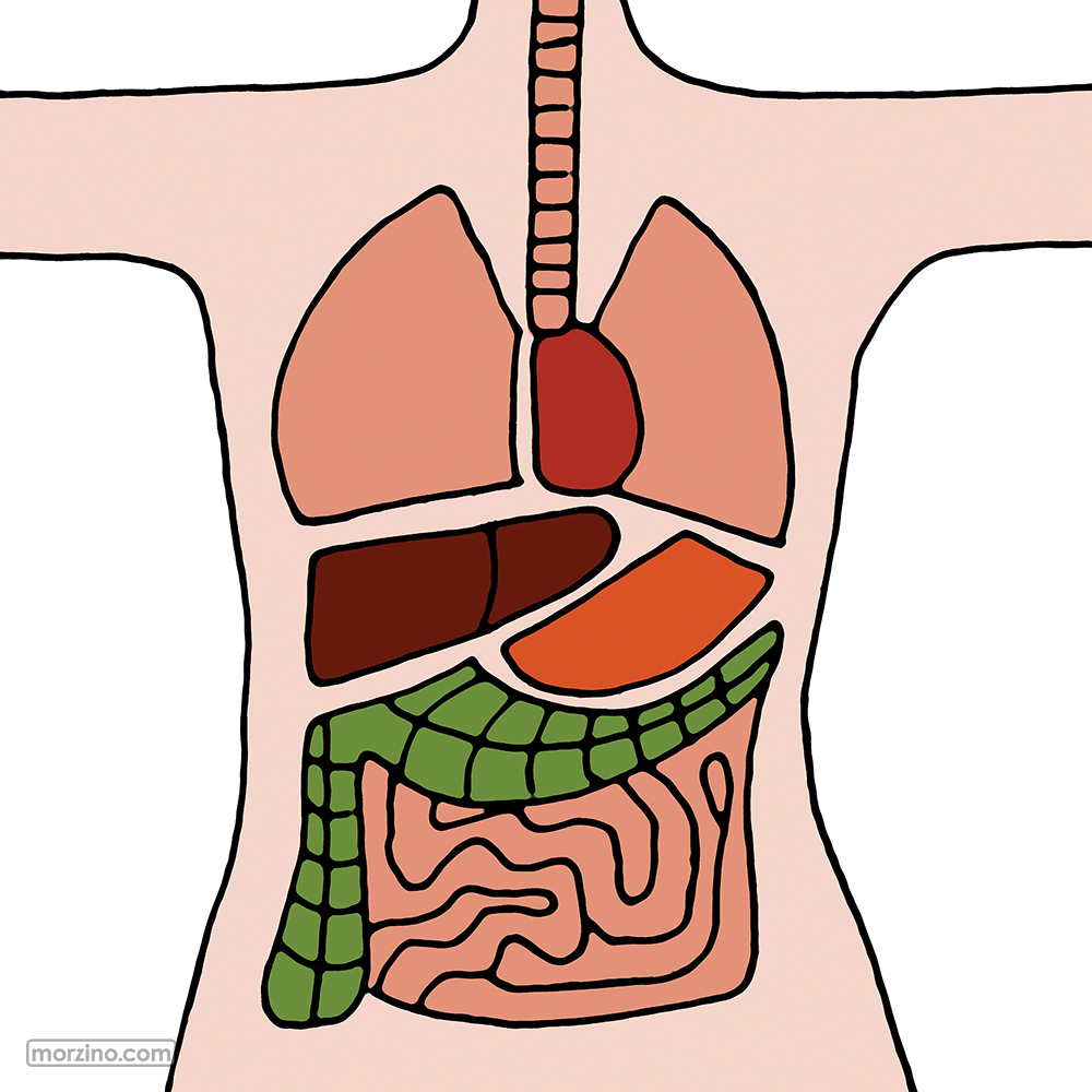 Bildwörterbuch: Organe