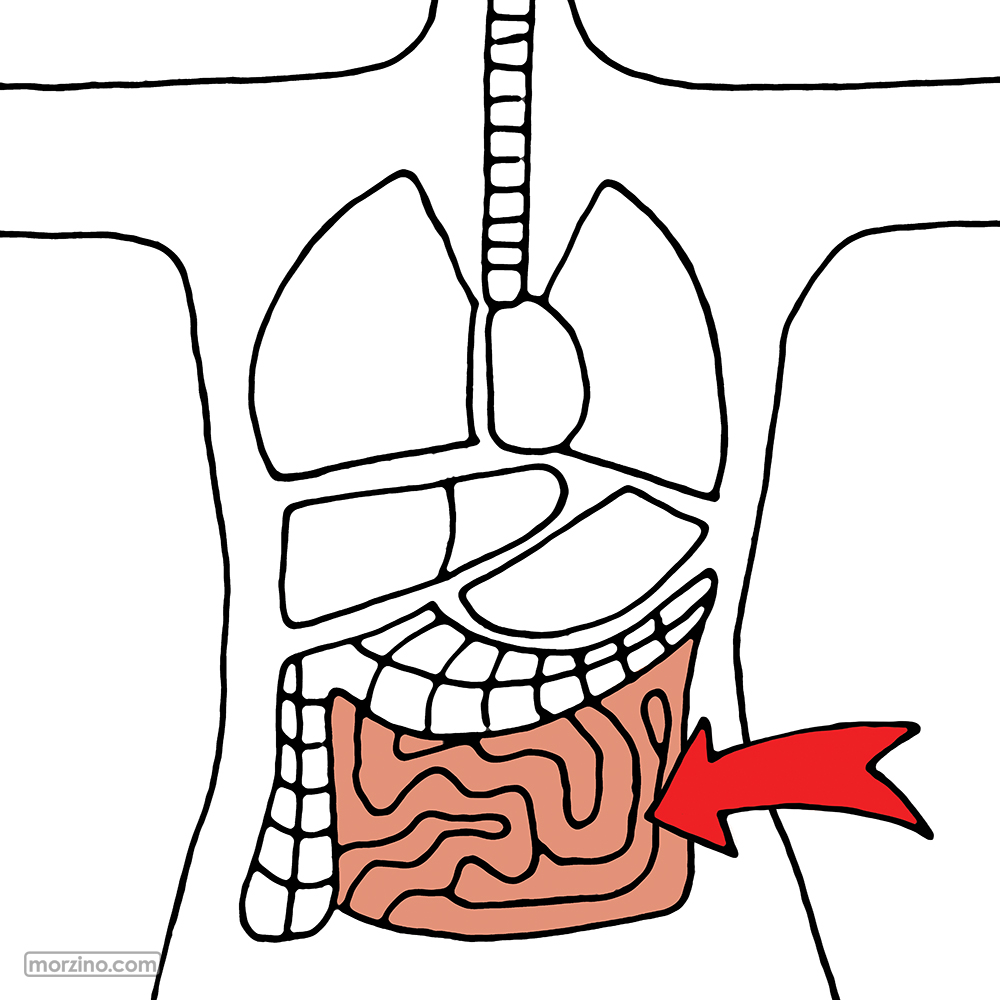 Bildwörterbuch: Dünndarm