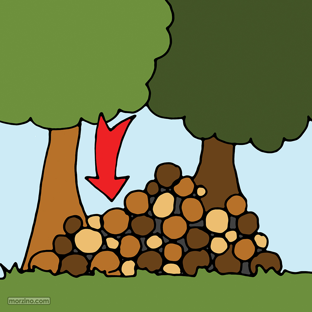 Bildwierderbuch: Koup Holz