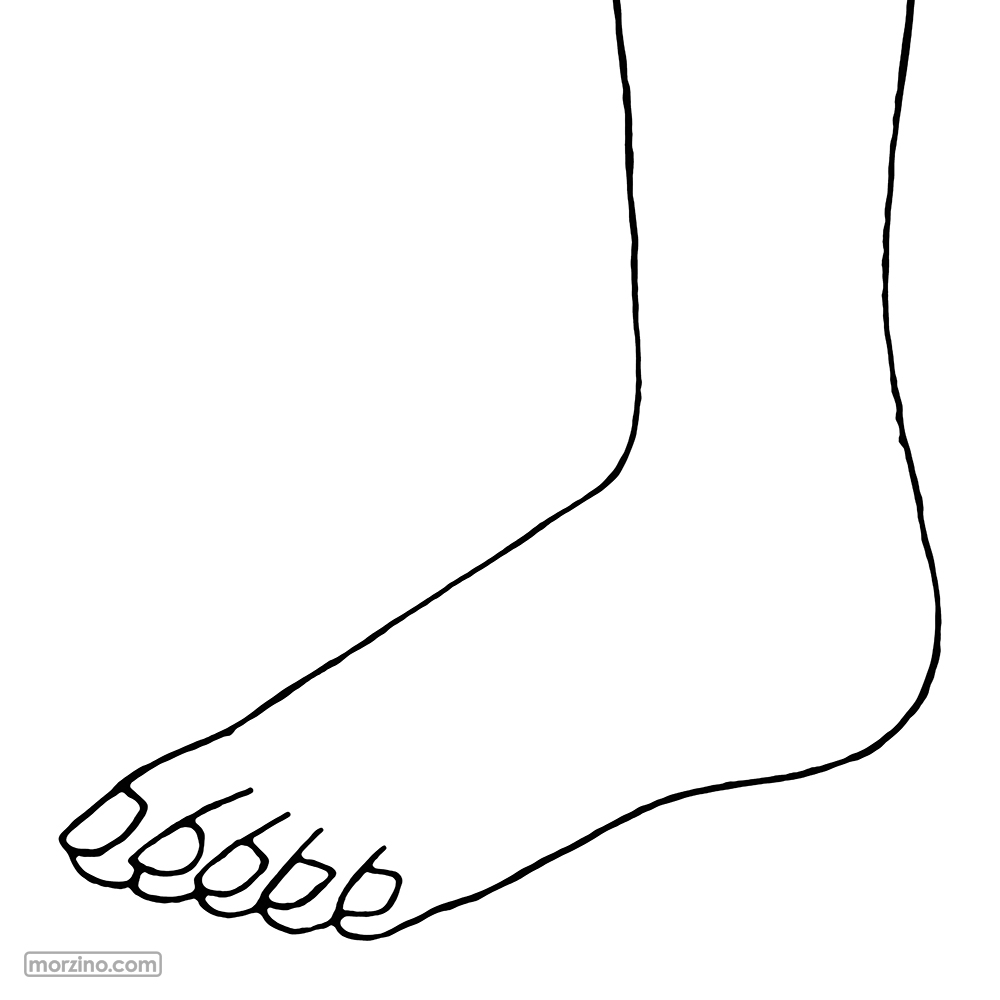 Bildwörterbuch: Zeh