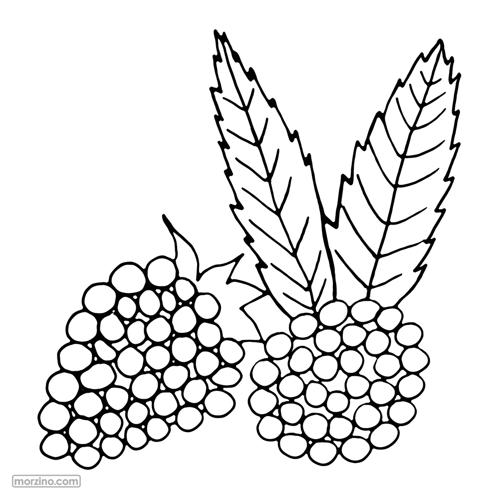 Ausmalbild: Brombeeren