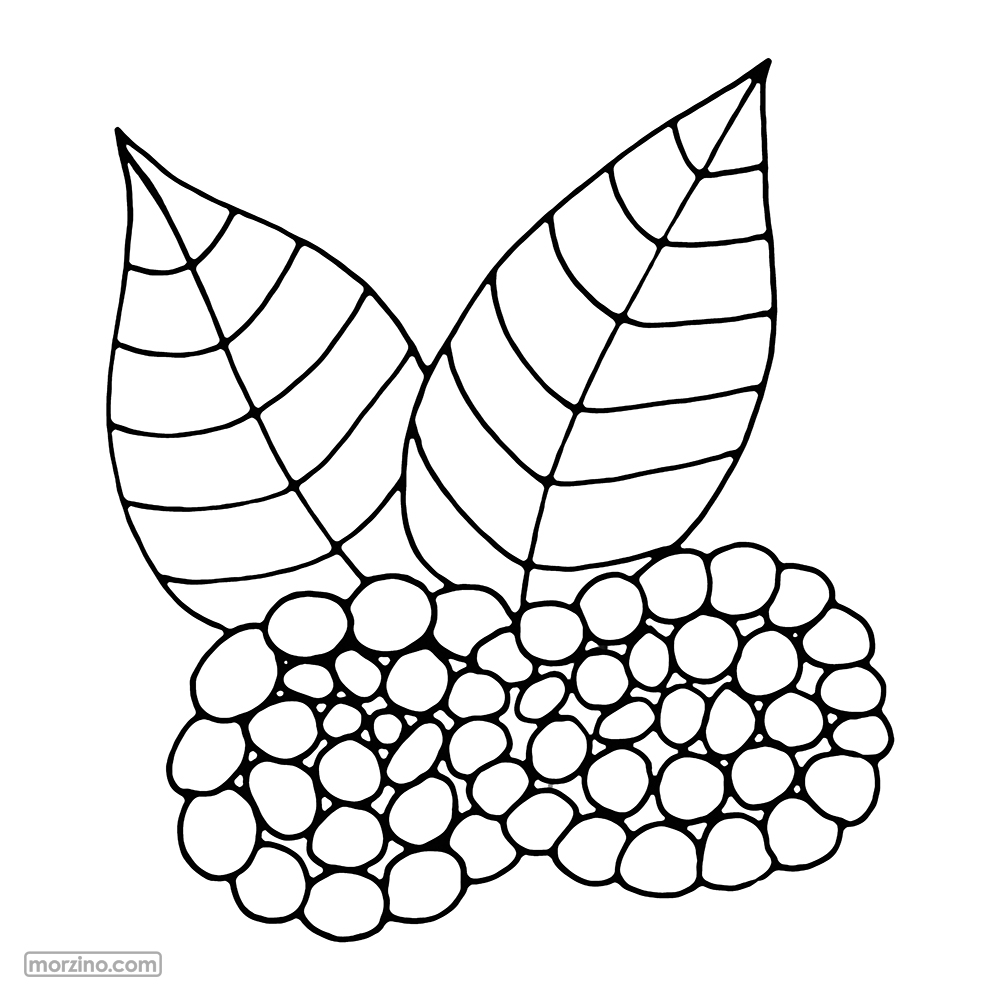 Ausmalbild: Himbeeren
