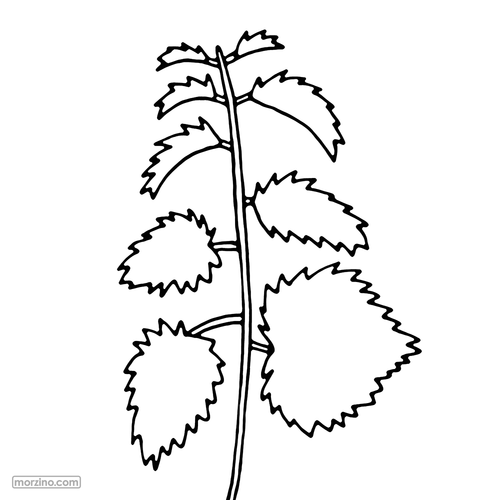 Ausmolbild: Brennnessel