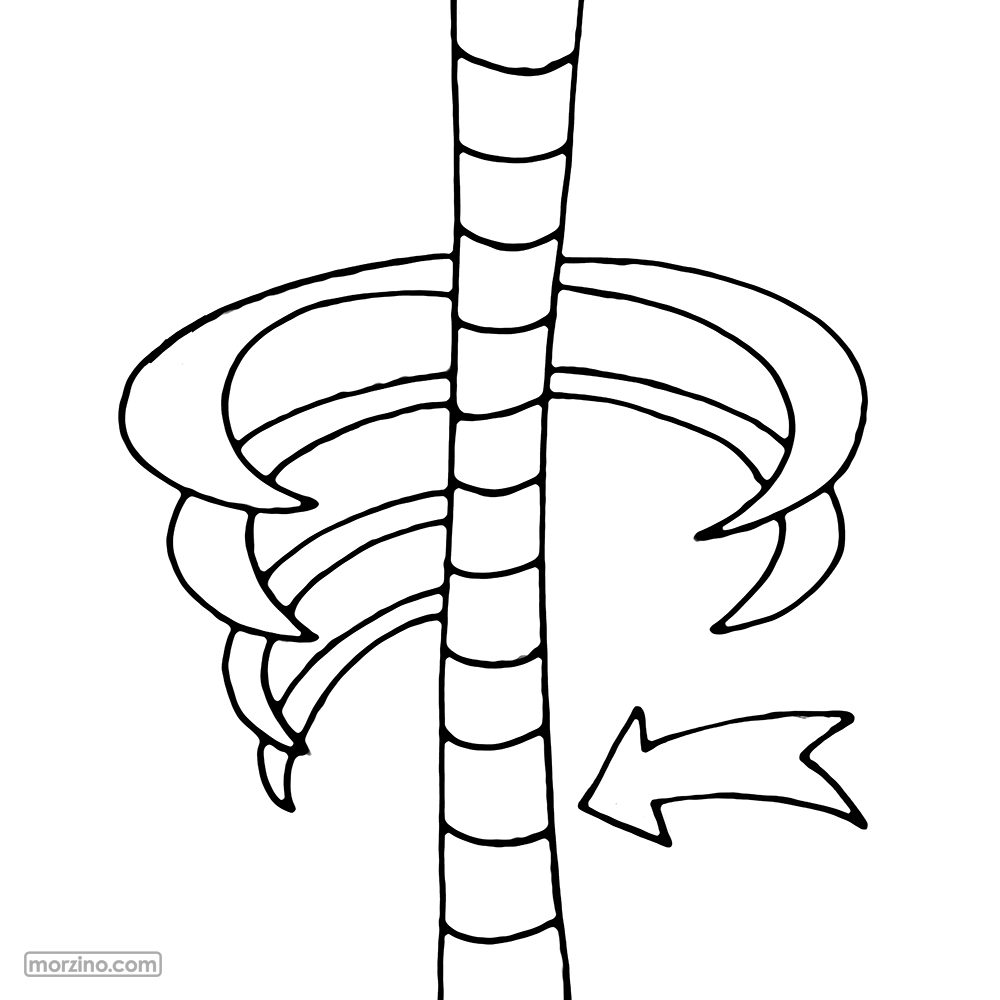 Bildwörterbuch: Wirbelsäule