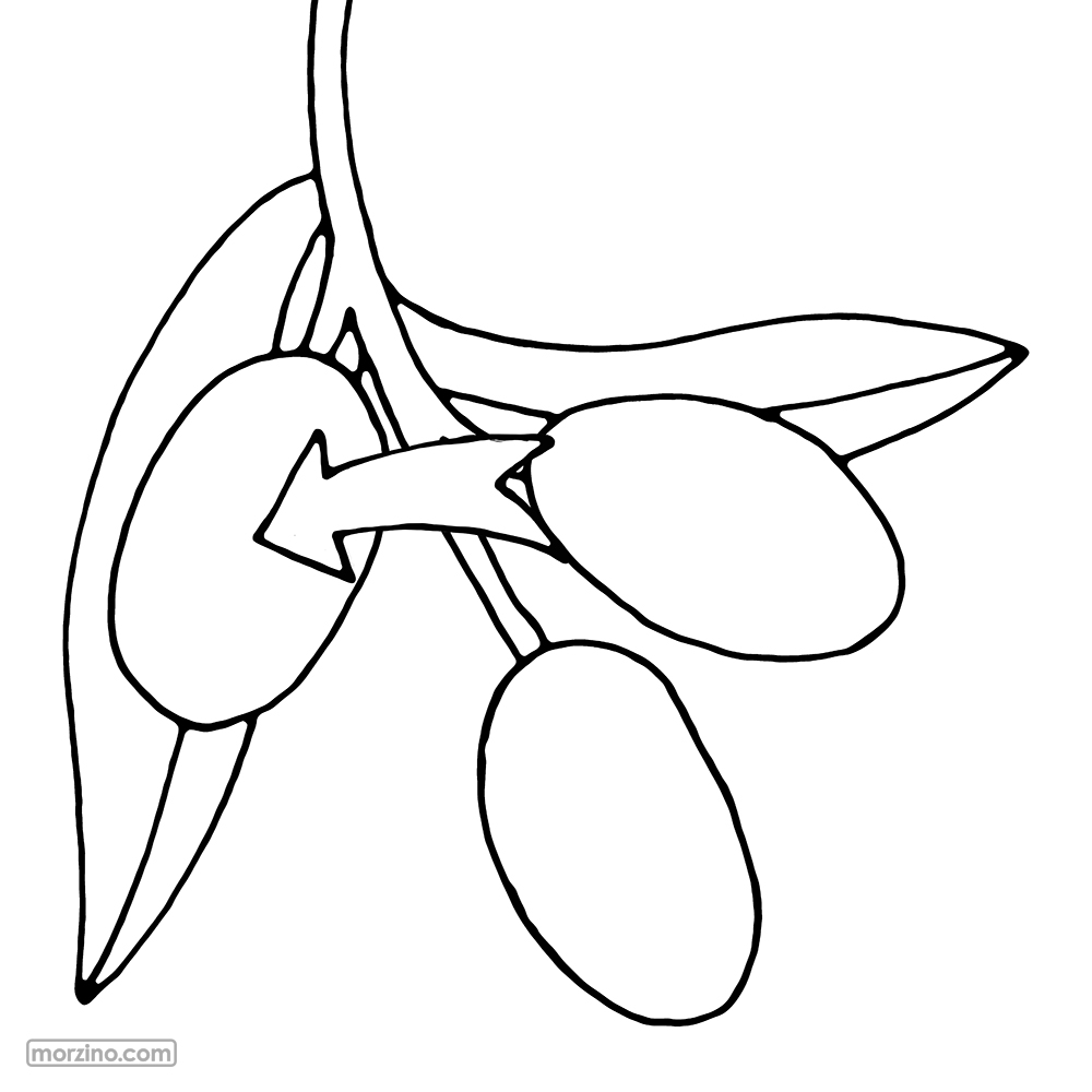 Bildwierderbuch: Olive