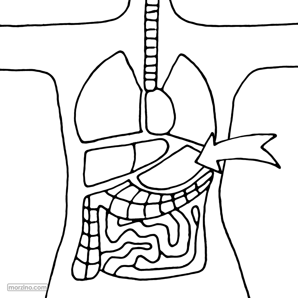 Bildwörterbuch: Magen