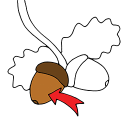 Acorn