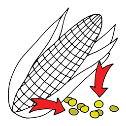 Corn