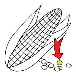 Corn kernel